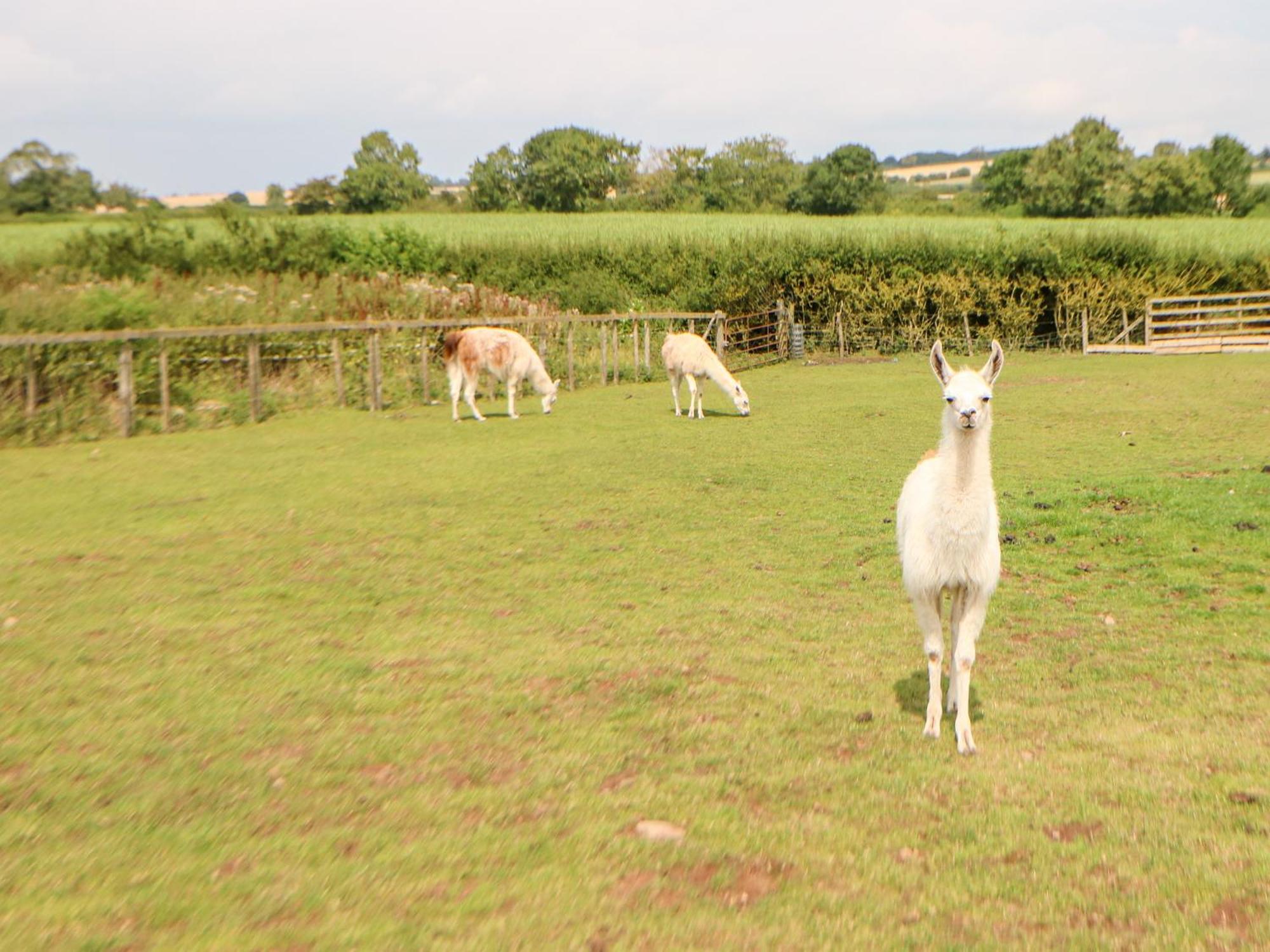 Heathcliff Villa Northallerton Bagian luar foto